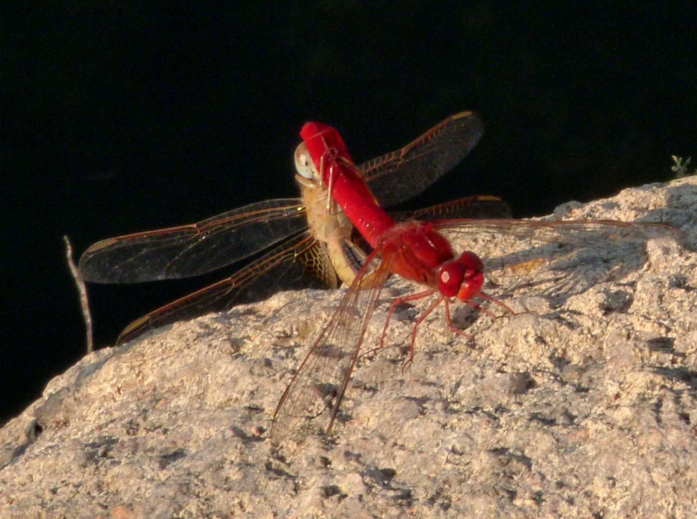 Accoppiamento Crocothemis erythraea